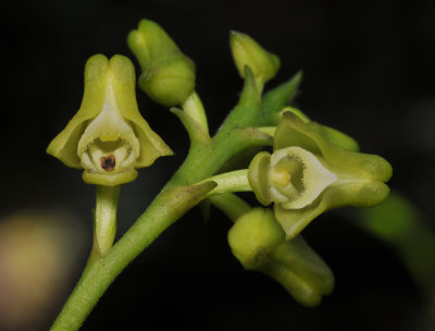 Polystachya transvaalensis. Close-up.