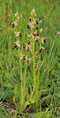 Ophrys hygrophila