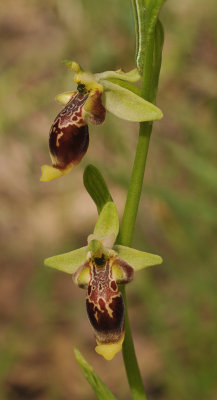Ophrys isaura. Closer.