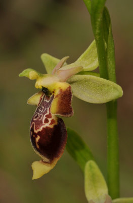 Ophrys isaura. Close-up side.