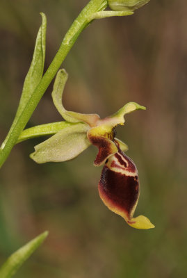 Ophrys isaura. Close-up. Side.