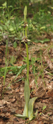 Ophrys cilicica x strausiii