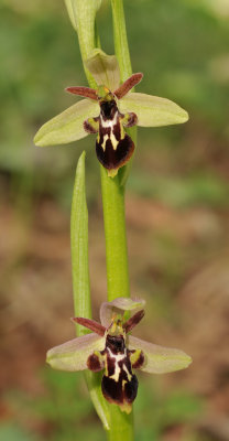 Ophrys cilicica x strausiii. Closer.