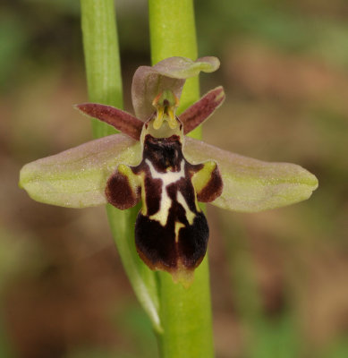Ophrys. Natural hybrids