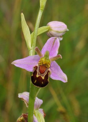 Ophrys apifera. Close-up front.