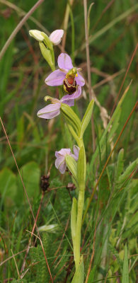 Ophrys apifera. Mutant.
