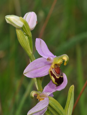 Ophrys apifera. mutant. Closer.