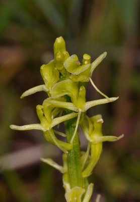 Liparis loeselii. Close-up.