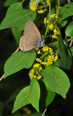Butterfly on Paliurus spina-christi.