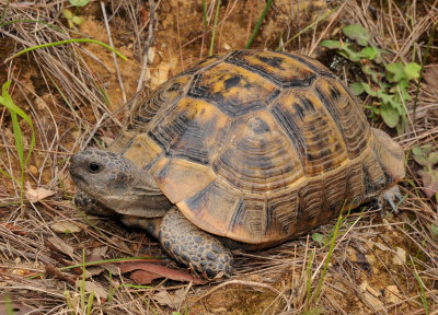 Testudo