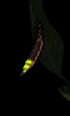 Glowworm. Mature female.
