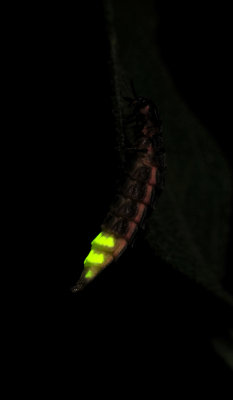 Glowworm. Mature female.