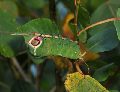 Cerura vinula. Caterpillar.