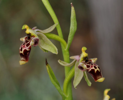 Ophrys isaura. Mersin type. 