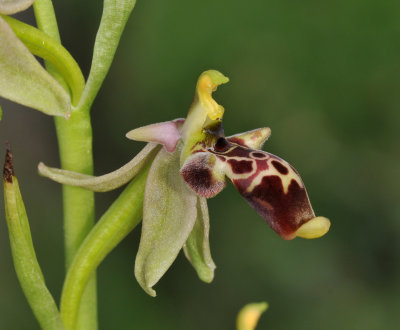 Ophrys isaura. Close-up, Mersin type.