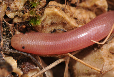 Blindsnake. Close-up.