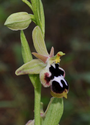 Ophrys reinholdii subsp. straussii. Close-up.