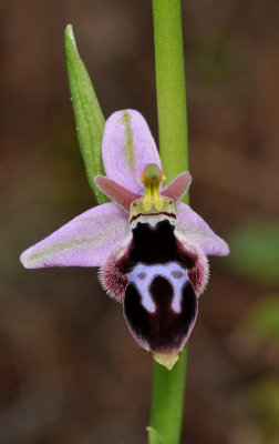Ophrys reinholdii subsp. straussii. Eyespots close-up.