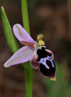 Ophrys reinholdii subsp. straussii. Eyespots close-up.