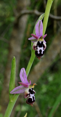 Ophrys reinholdii subsp. straussii. Closer.