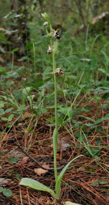 Ophrys reinholdii subsp. straussii (leucotaenia type).