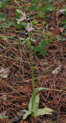 Ophrys reinholdii subsp. straussii (leucotaenia type). 