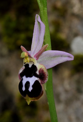 Ophrys reinholdii subsp. straussii. Close-up.