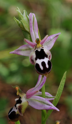 Ophrys reinholdii subsp. straussii (leucotaenia type). Closer.