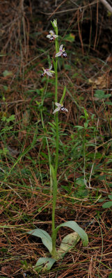 Ophrys reinholdii subsp. strausii