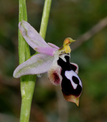 Ophrys reinholdii subsp. strausii. Close-up.