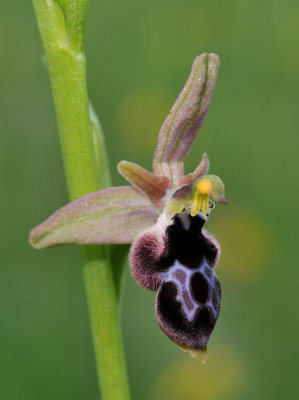 Ophrys reinholdii subsp. strausii. Close-up side.