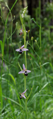 Ophrys reinholdii subsp. strausii. Closer.
