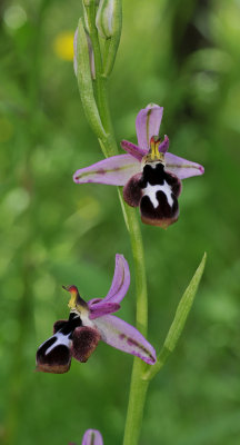 Ophrys reinholdii subsp. strausii. Closer.