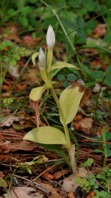 Cephalanthera damasonium. Chlorotic.