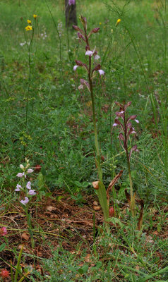 Cephalanthera kurdica and Himantoglossum comperiana.