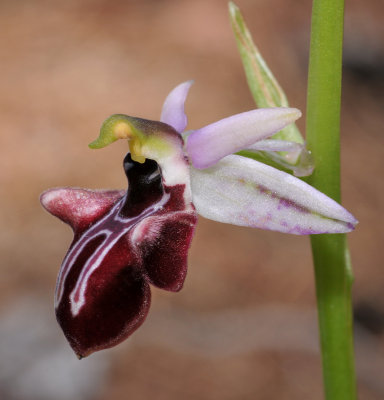 Ophrys amanensis subsp. antalyensis. Close-up side.