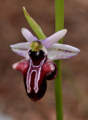 Ophrys amanensis subsp. antalyensis. Close-up.