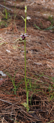 Ophrys amanensis subsp. antalyensis