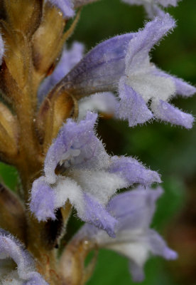 Orobanche sp. Close-up.