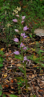 Cephalanthera kurdica