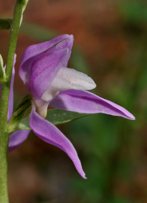 Cephalanthera kurdica. Close-up side.