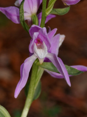 Cephalanthera kurdica. Close-up.