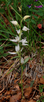 Cephalanthera kurdica. Albiflora.