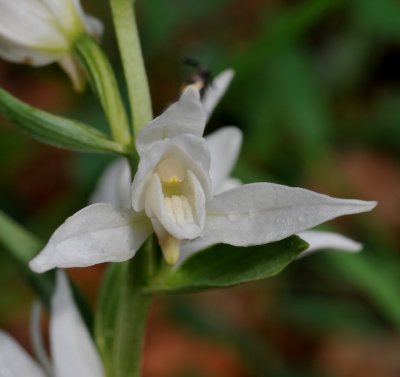 Cephalanthera kurdica. Albiflora. Close-up.