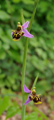 Ophrys phrygia. Closer.