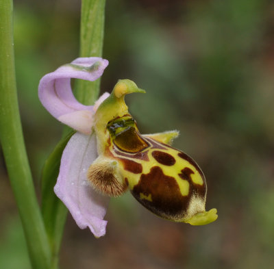 Ophrys phrygia. Close-up side.