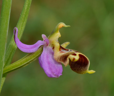 Ophrys phrygia. Close-up side.