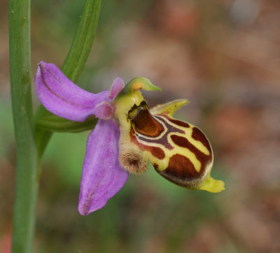 Ophrys phrygia. Close-up.