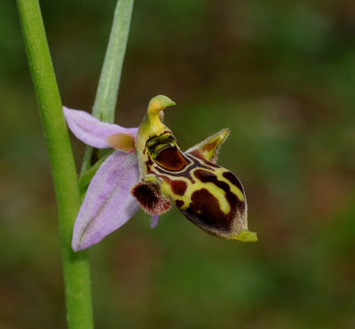 Ophrys phrygia. Close-up.