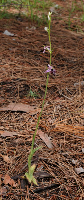 Ophrys amanensis subsp. antalyensis